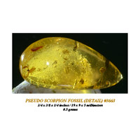Dominican Amber Pseudo Scorpion Fossil