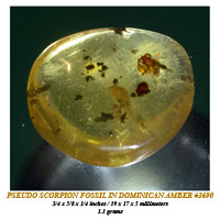 Dominican Amber Pseudo Scorpion Fossil