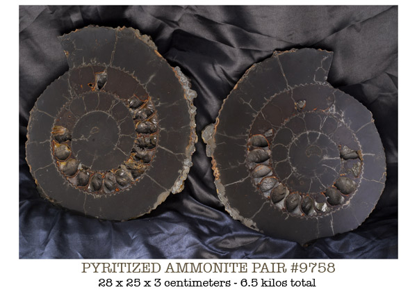 Pyrite Ammonites