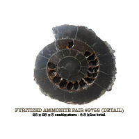 large pyrite ammonite pair (detail)