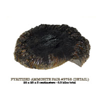 large pyrite ammonite pair