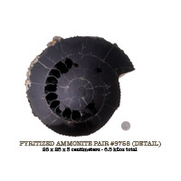 large pyrite ammonite pair