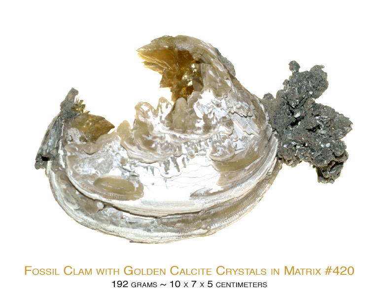 Fossilized Clam with Dog Tooth Calcite Crystals