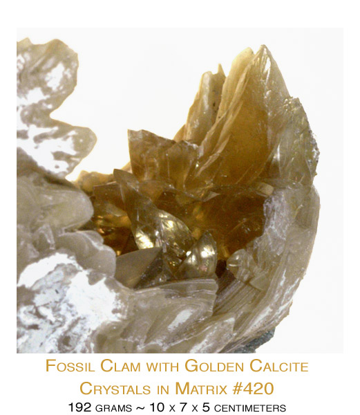 Fossilized Clam with Dog Tooth Calcite Crystals #420