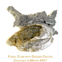 Fossilized Clam with Dog Tooth Calcite Crystals